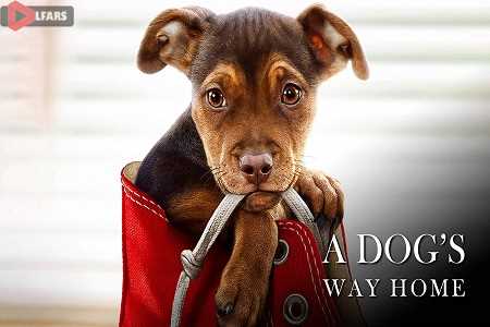 A Dogs Way Home 2019